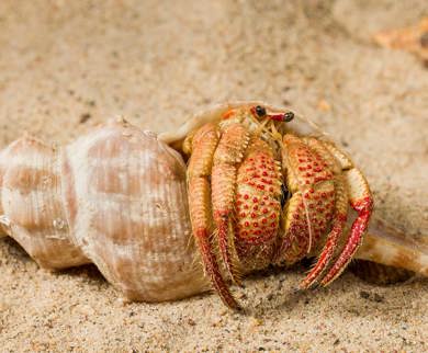 Crustancs Everything You Need To Know About: Crusty Crustaceans - QTIX